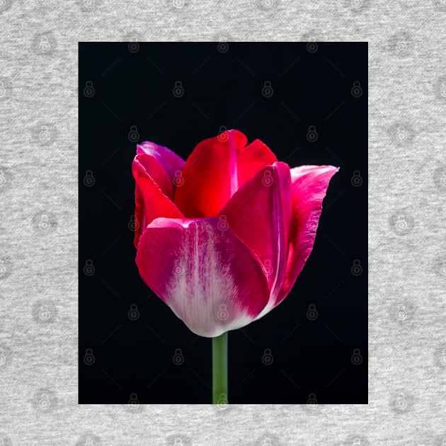 Red Tulip In Profile 3 by Robert Alsop